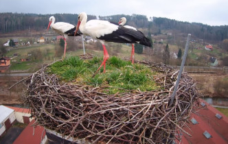 Imagen de vista previa de la cámara web Storks Bohuslavice